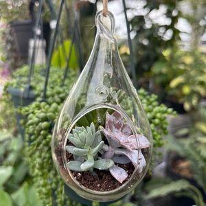 Teardrop Glass Terrarium with Succulents